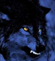 darkwolf.jpg