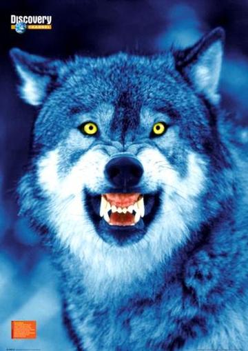 discovery-channel---wolf-poster-c10076615.jpeg