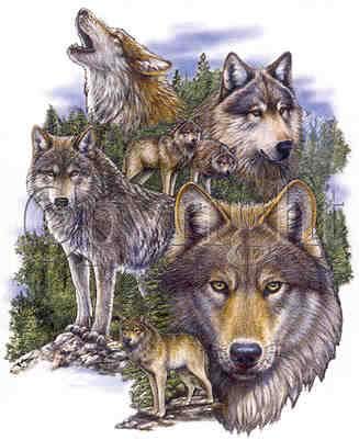 seven_wolves.jpg
