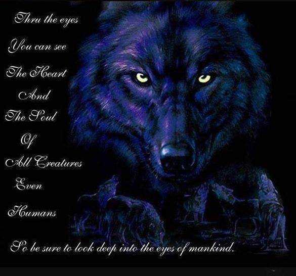 wolf-12.jpg