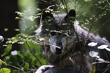 wolf-657.jpg