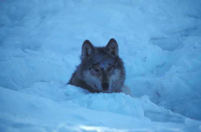 wolf-winter.jpg